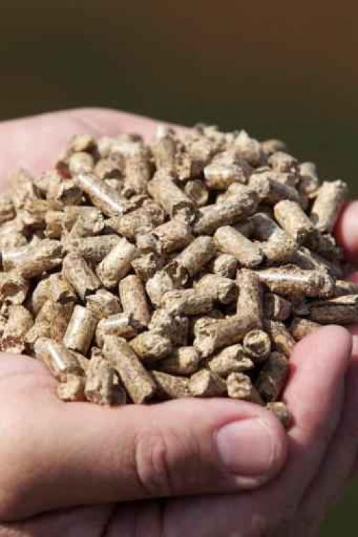 BEE wil biomassacentrale in Wallonië bouwen