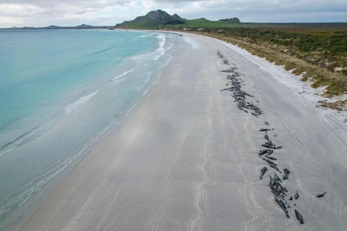 IN BEELD. Massale stranding van walvissen op Nieuw-Zeelandse eilanden