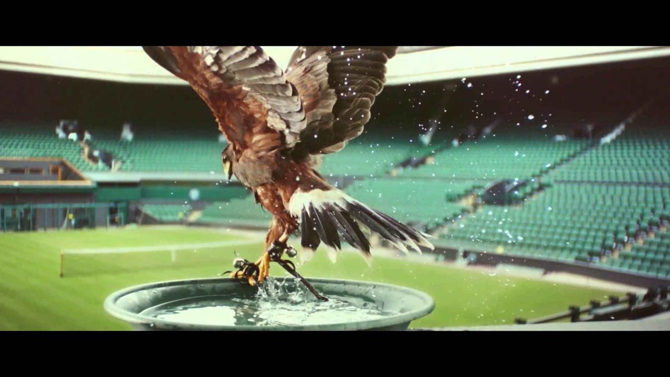 Rufus de buizerd is de echte ster van Wimbledon