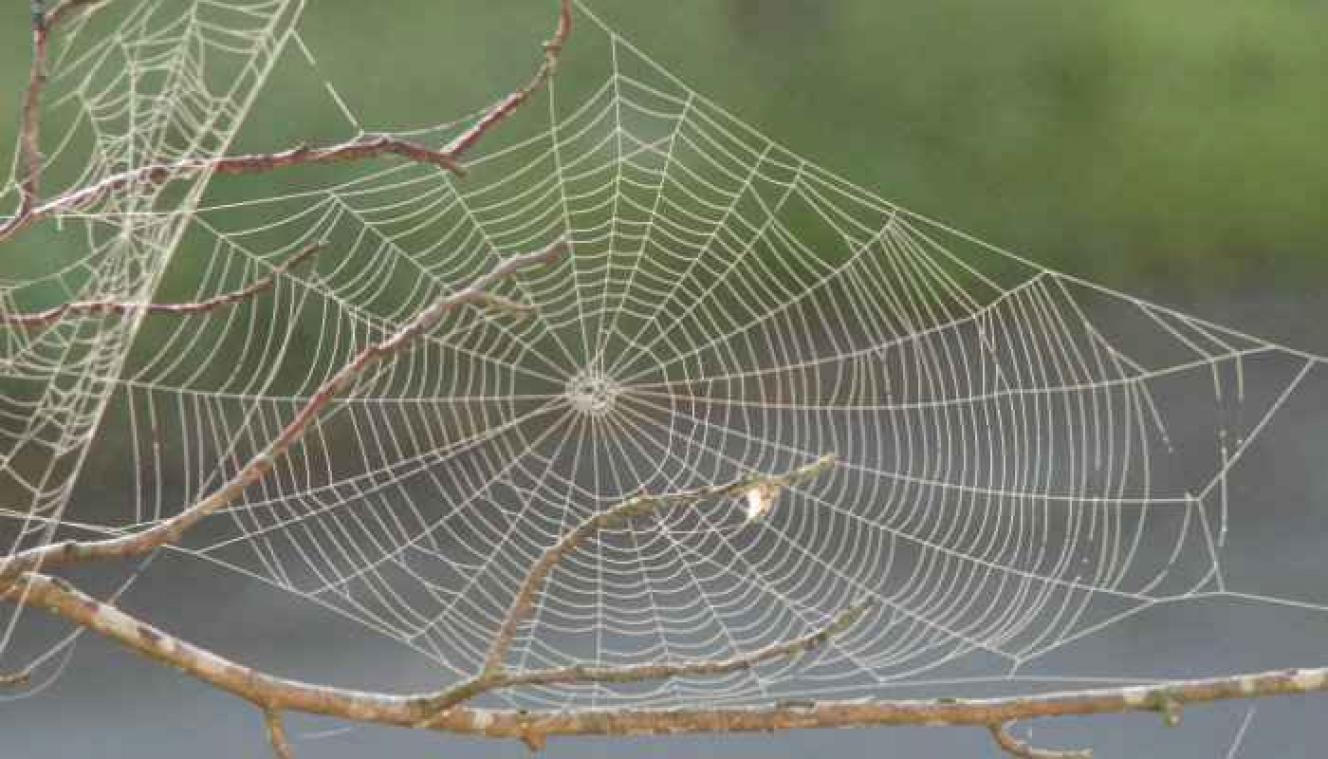 De kogelvrije vest van de toekomst kan uit spinnendraad gemaakt zijn