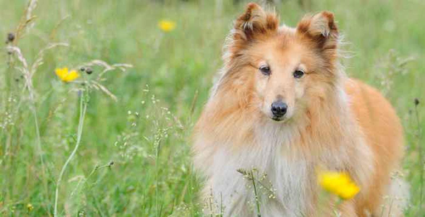 Stagiaire redt onverklaarbaar zieke hond