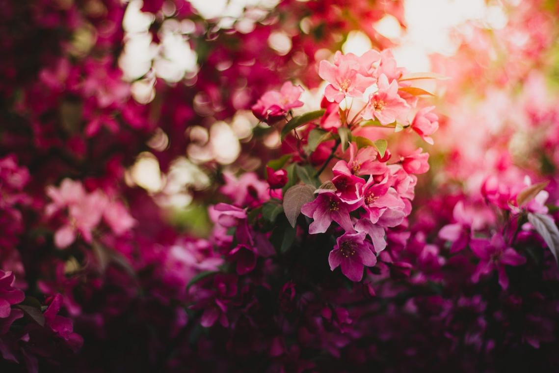 3 redenen om een bos bloemen cadeau te doen