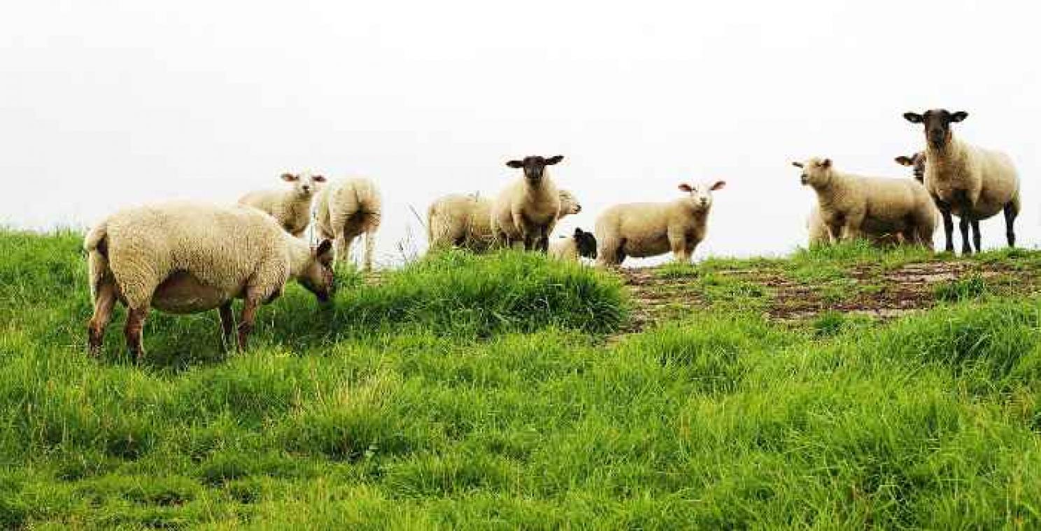 Stonede schapen richten ravage aan in Wales