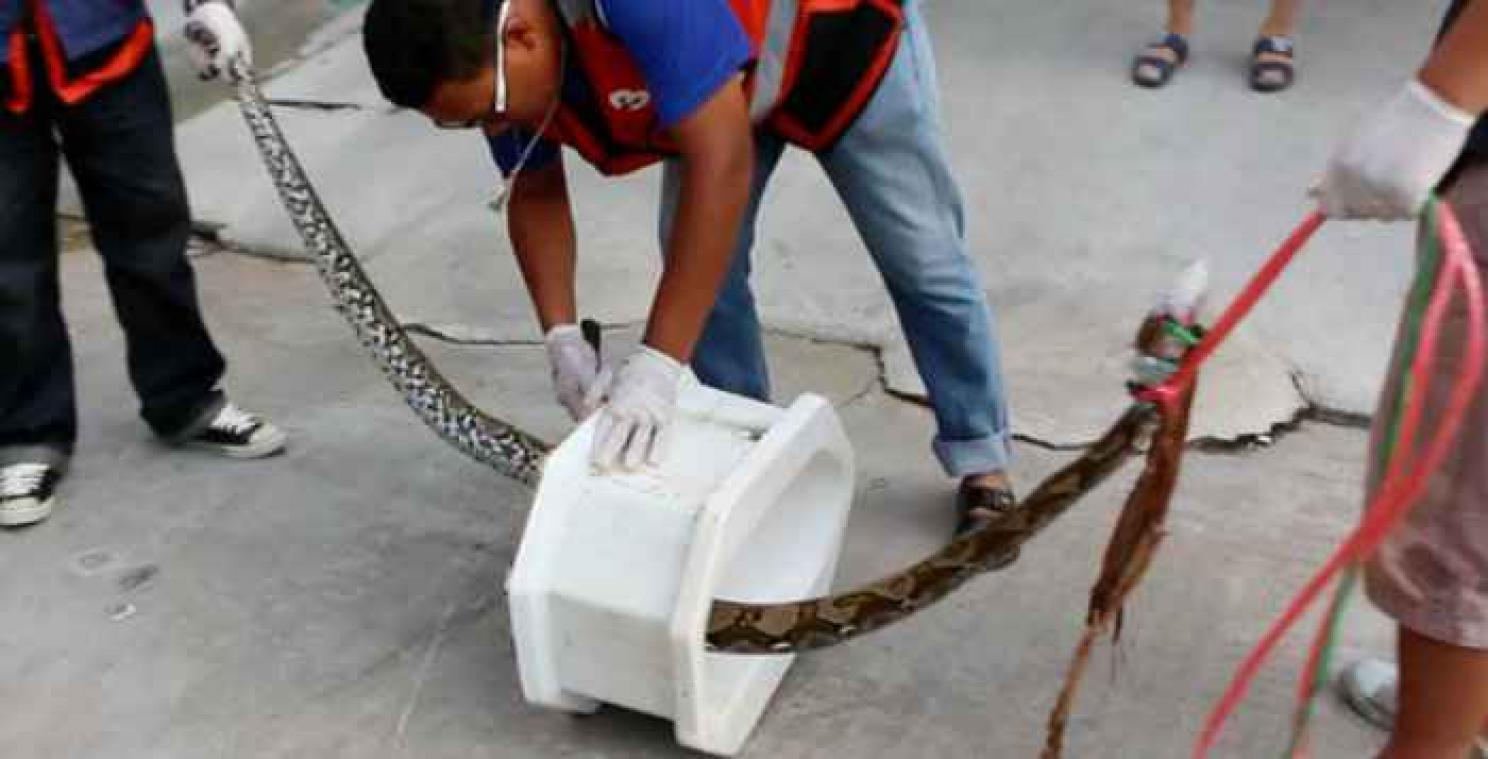 Python bijt Thaise man in penis