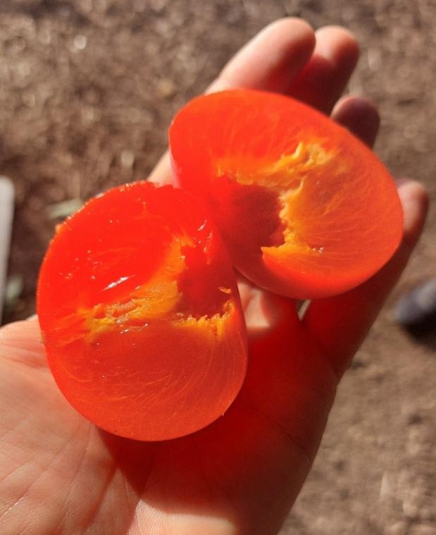 Ontdek de Verborgen Juwelen van de Natuur: Exclusieve Fruitbomen bij Kwekerij Bois de Rode Bos