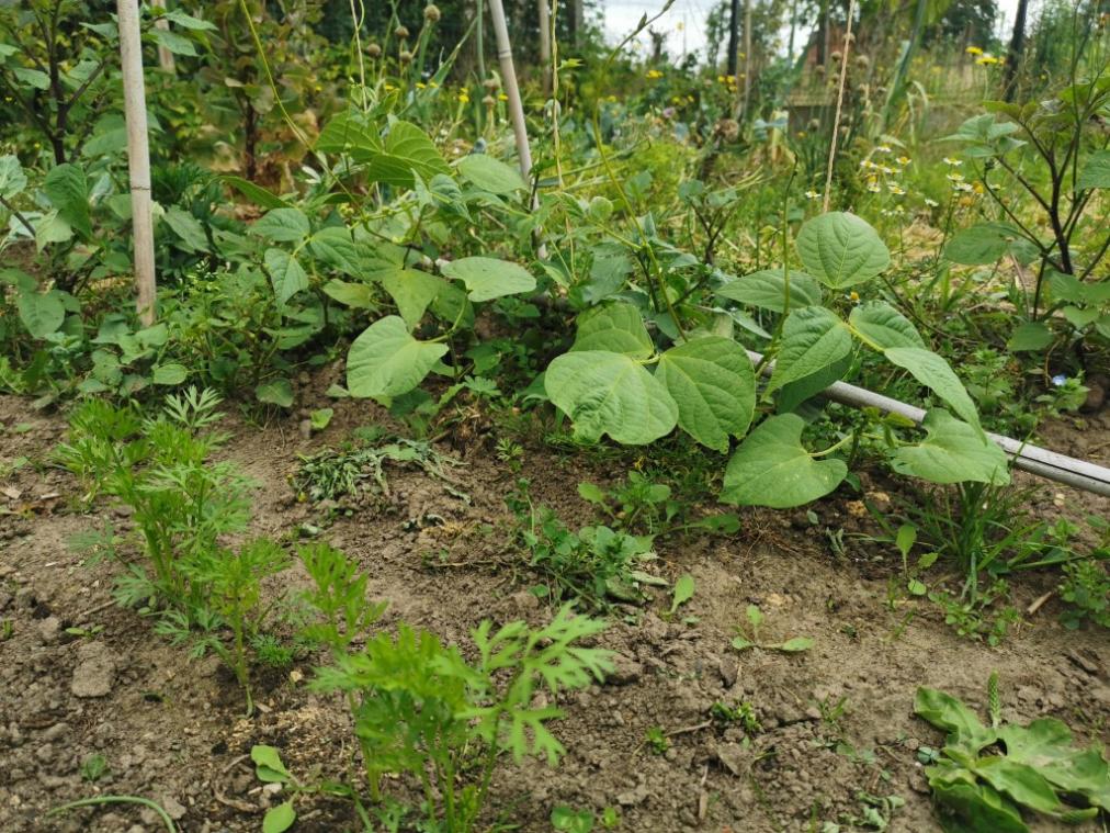 Wanneer begin je met zaaien in de moestuin?