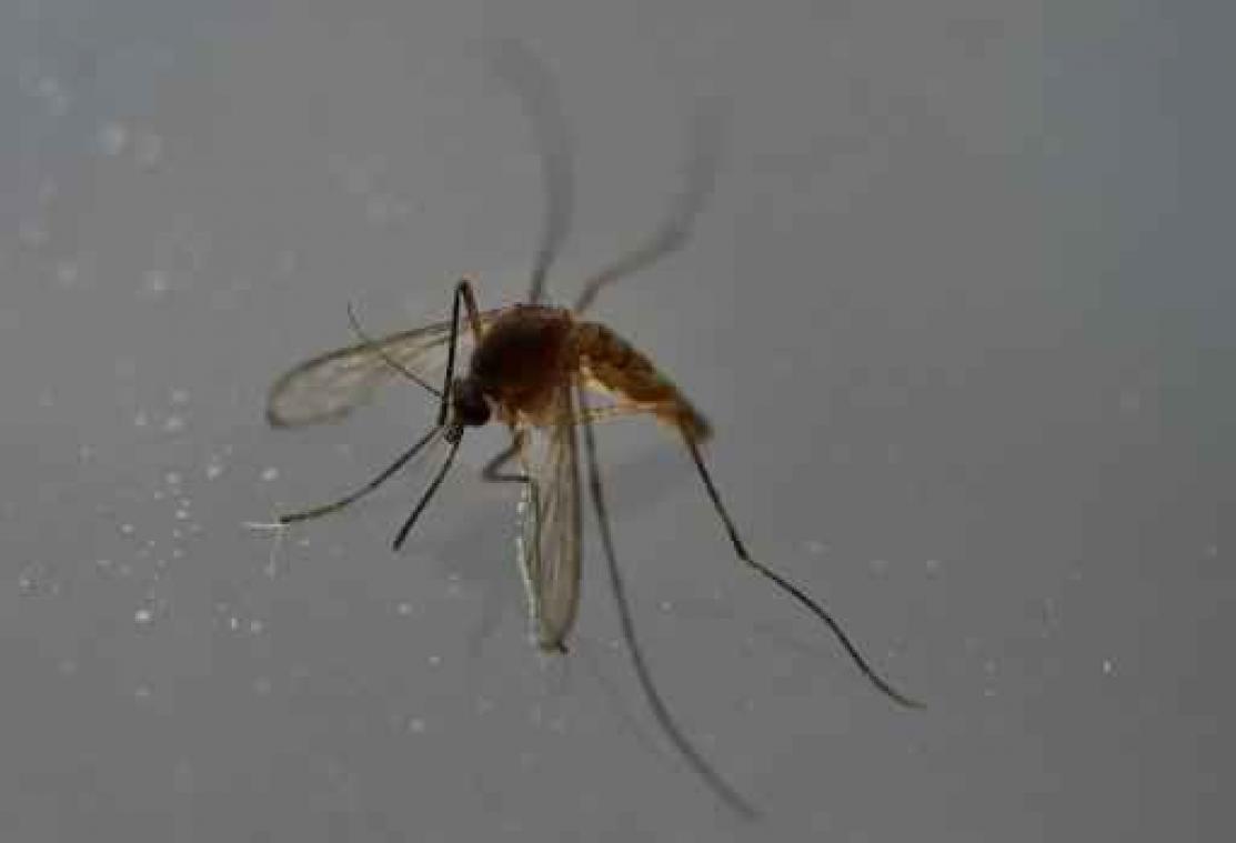 Zikavirus - "Olympische Spelen moeten verplaatst of uitgesteld worden"