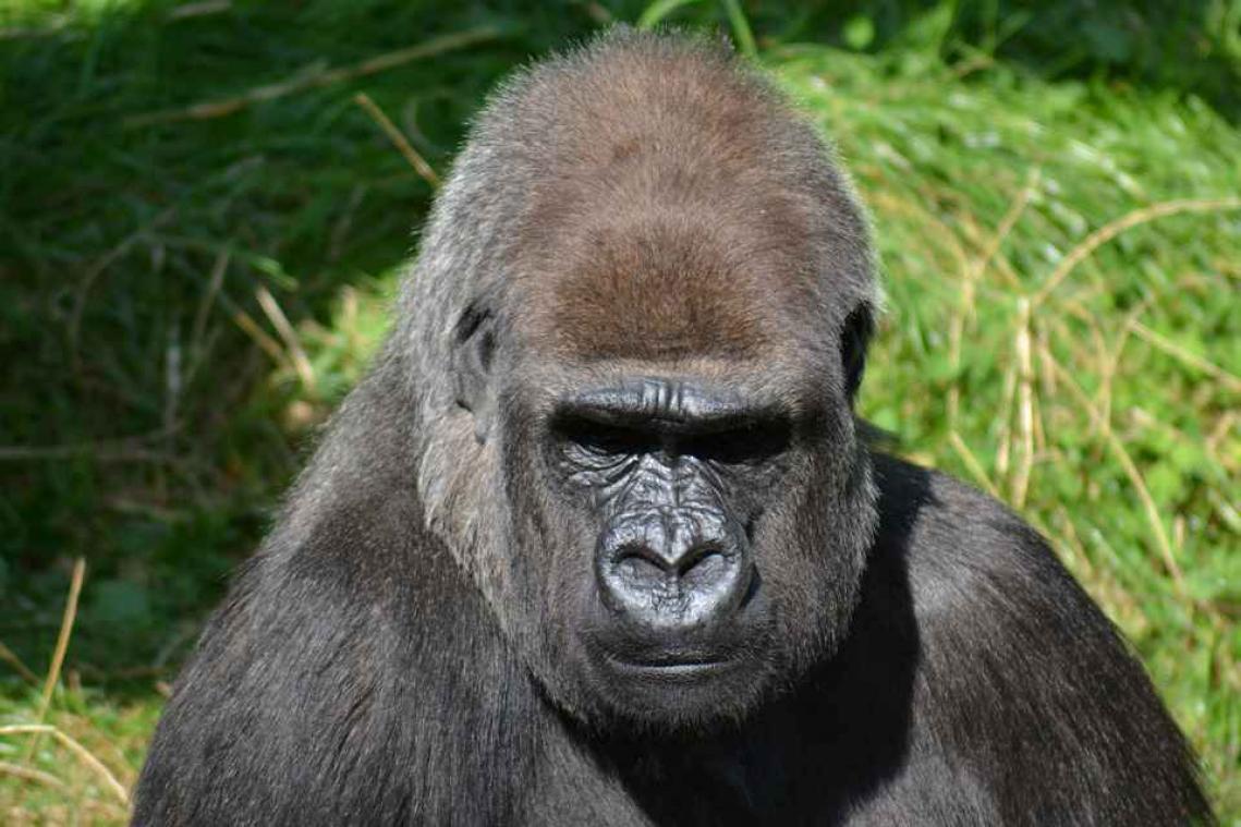 Dierentuin schiet gorilla dood nadat kind in verblijf valt