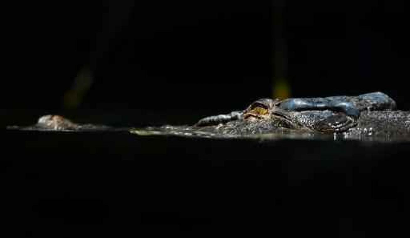 Vrouw vermist nadat ze meegesleurd wordt door krokodil in Australië