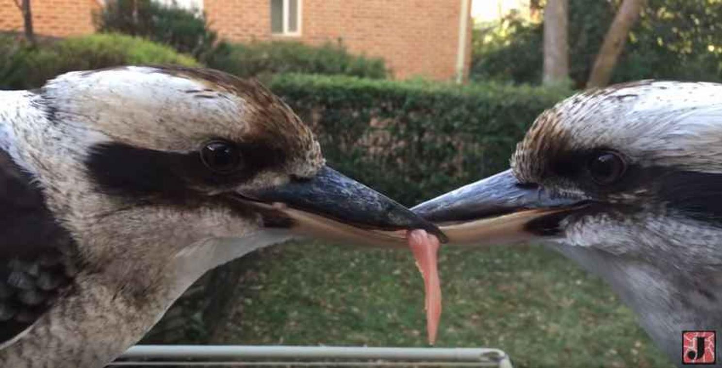 Koppige vogels geven strijd om stukje vlees niet op