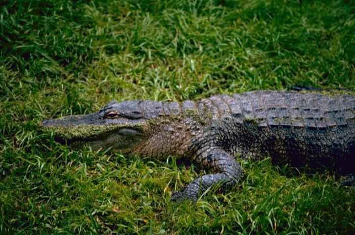Gigantische alligator verstoort golfpartijtje