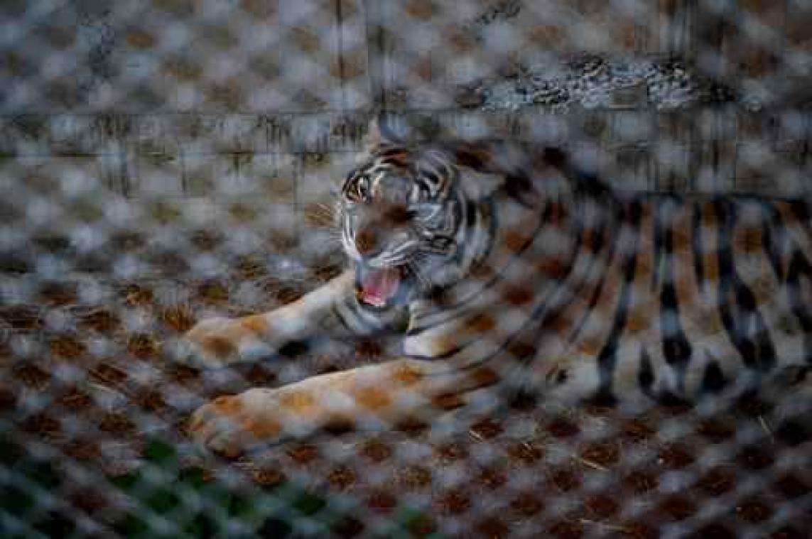 Veertig dode tijgerbaby's gevonden in omstreden boeddhistische tempel in Thailand