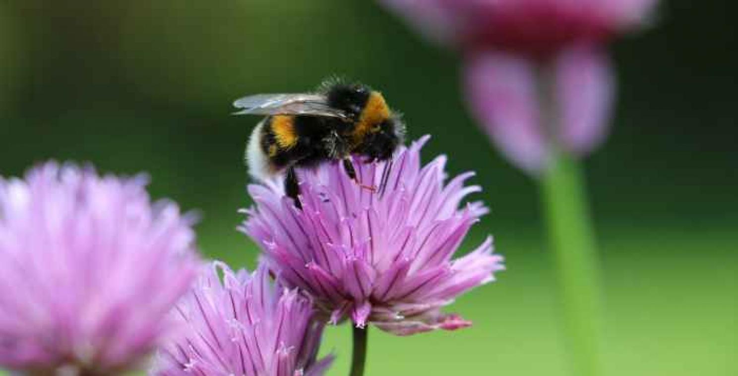 Hommel gebruikt haren om met bloemen te communiceren