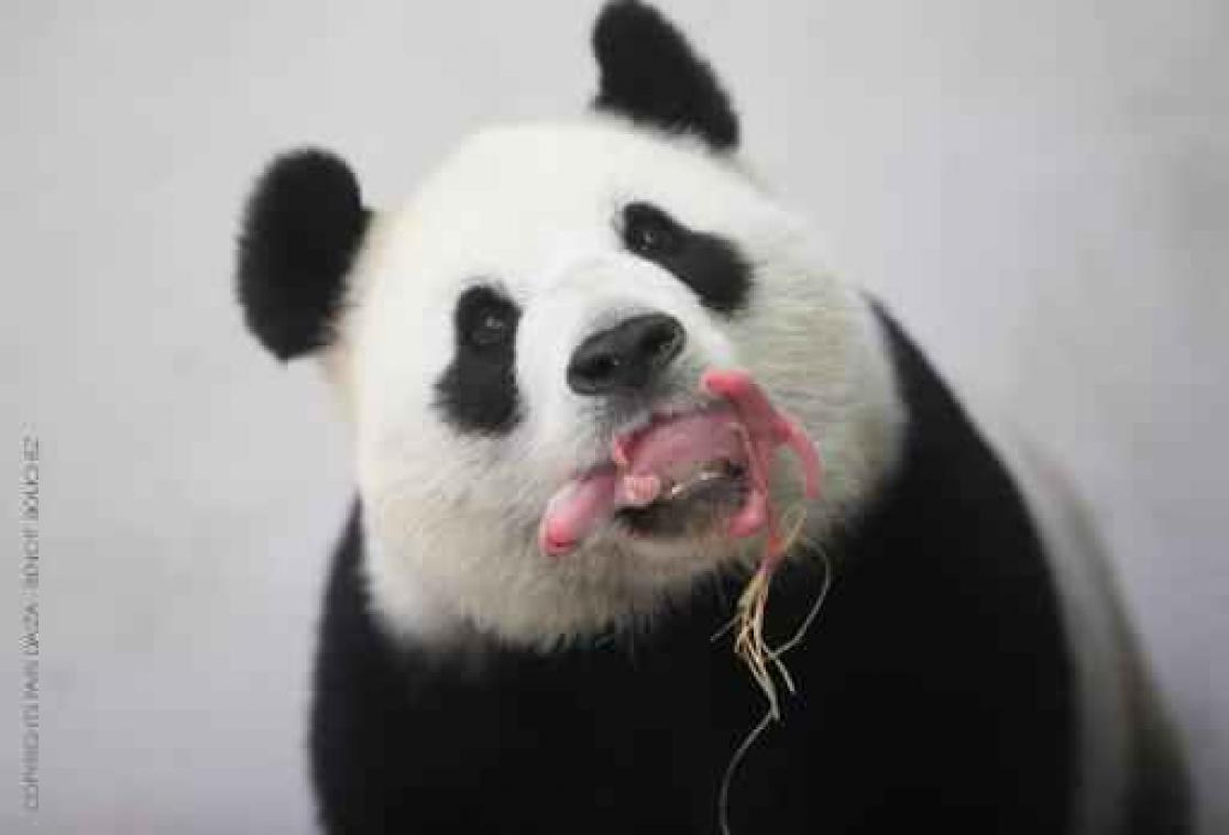 Reuzenpandababy geboren in Pairi Daiza