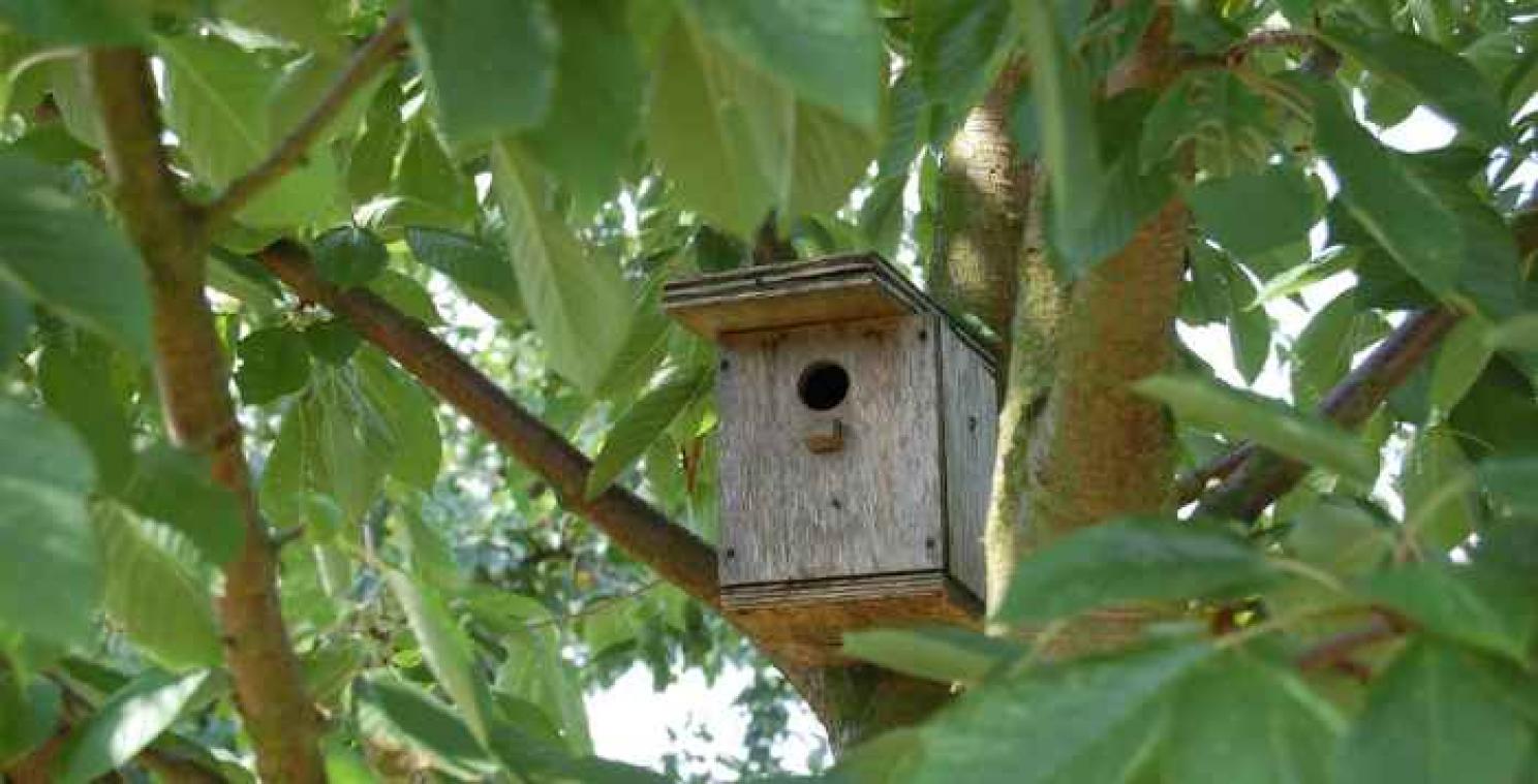 Amsterdams bedrijf ontwikkelt vogelhuisjes die het milieu kunnen redden