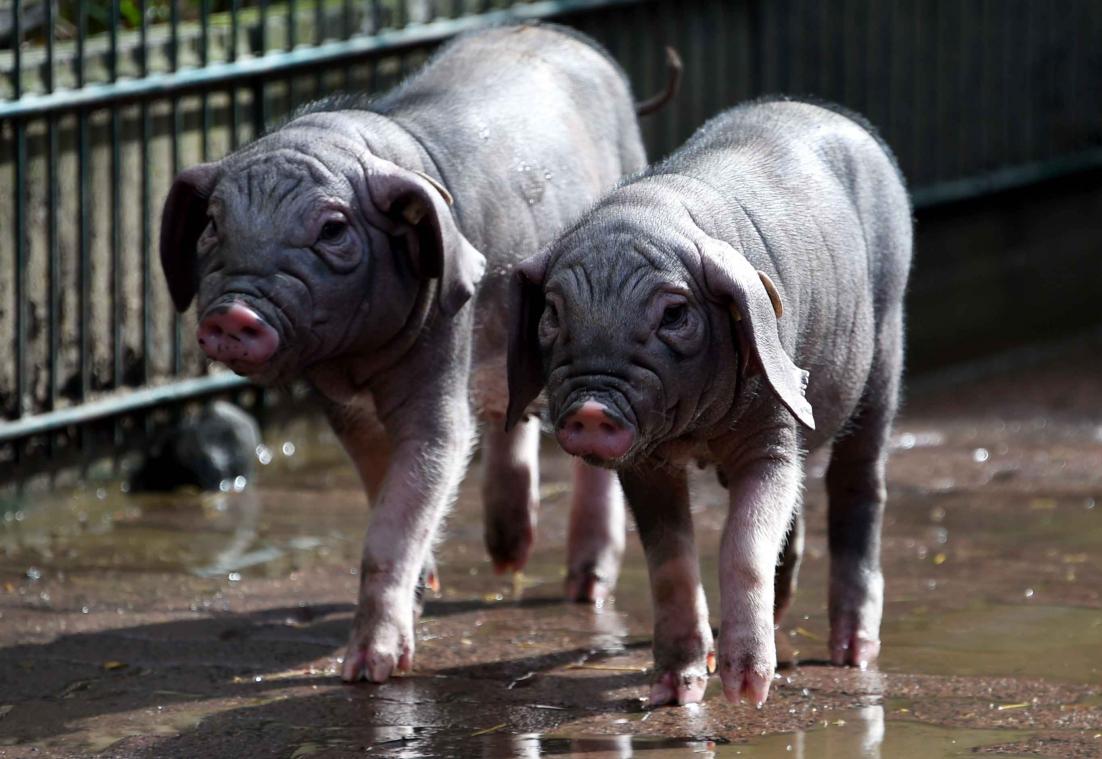 Varkens ingezet als orgaanoven