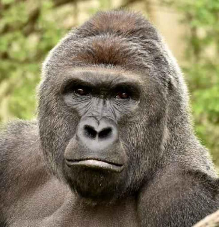 Geen straf voor ouders van kleuter die gered werd van gorilla in Cincinnati