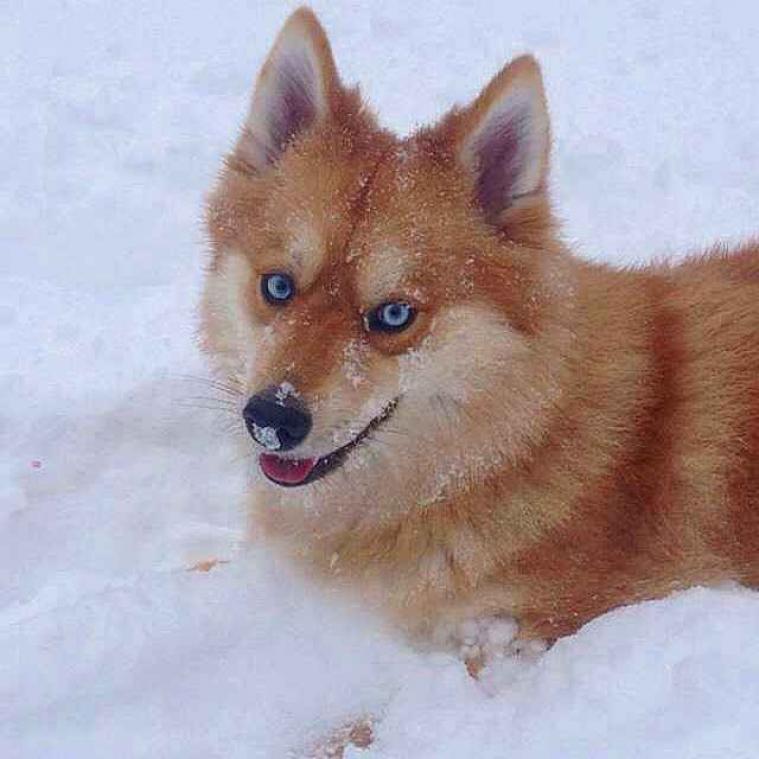 Deze hond lijkt als twee druppels water op een vos