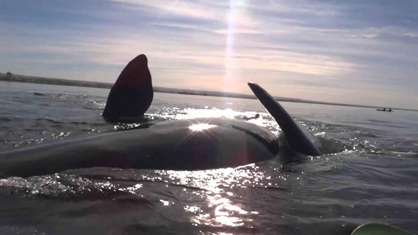 Reusachtige walvis haalt grapje uit met kajakkers