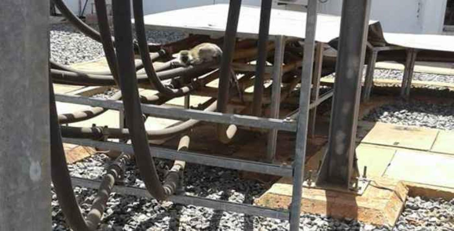 Een enkel aapje saboteert het elektriciteitsnetwerk in Kenia