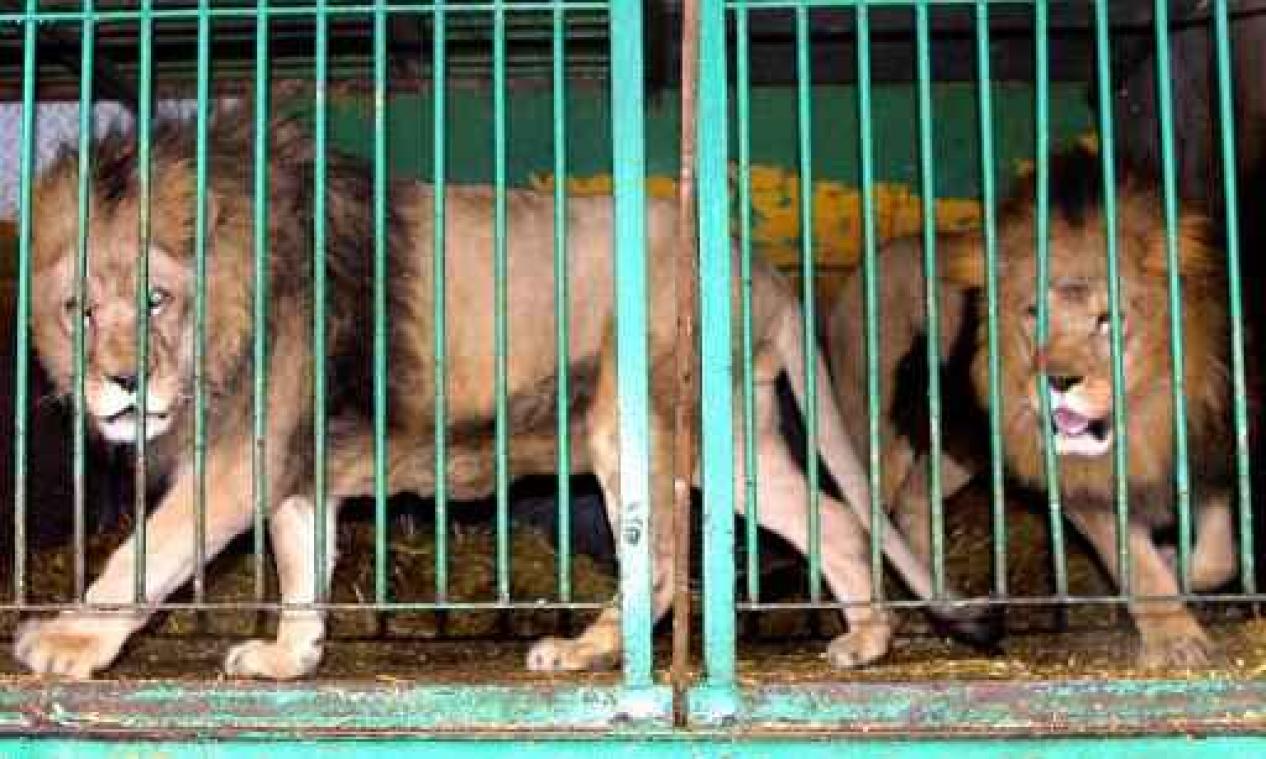 Wilde dieren in circussen zijn definitief verboden
