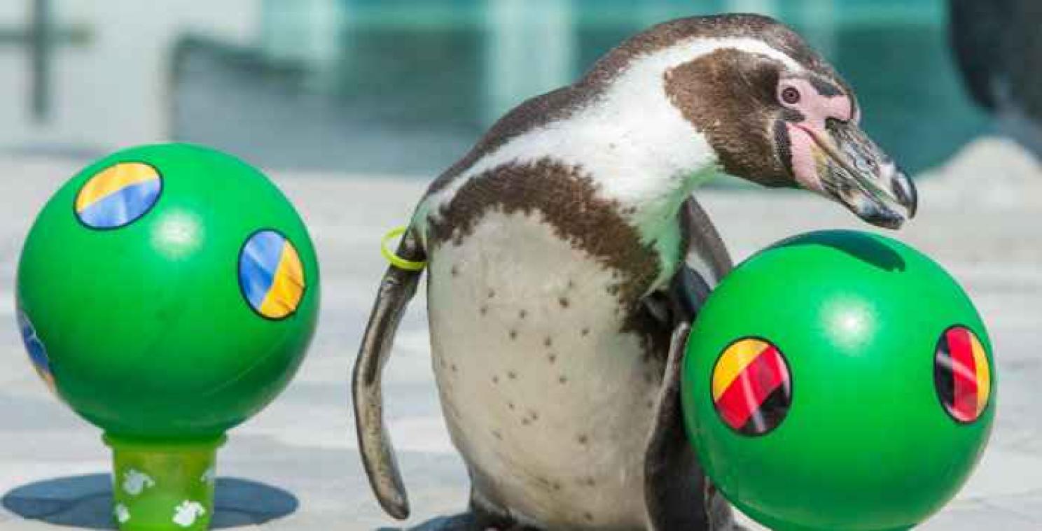 Flocke de pinguïn voorspelt EK-wedstrijden