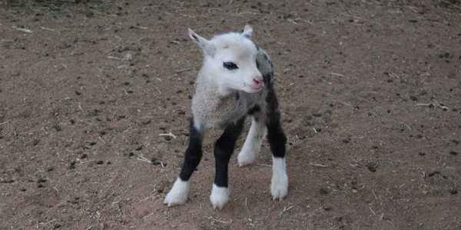 50% schaap, 50% geit en 100% schattig, maak kennis met Butterfly the Geep