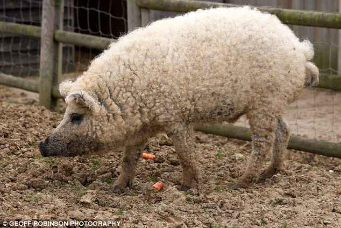 Deze 9 hybride dieren lijken te cool om te bestaan maar ze bestaan wel degelijk
