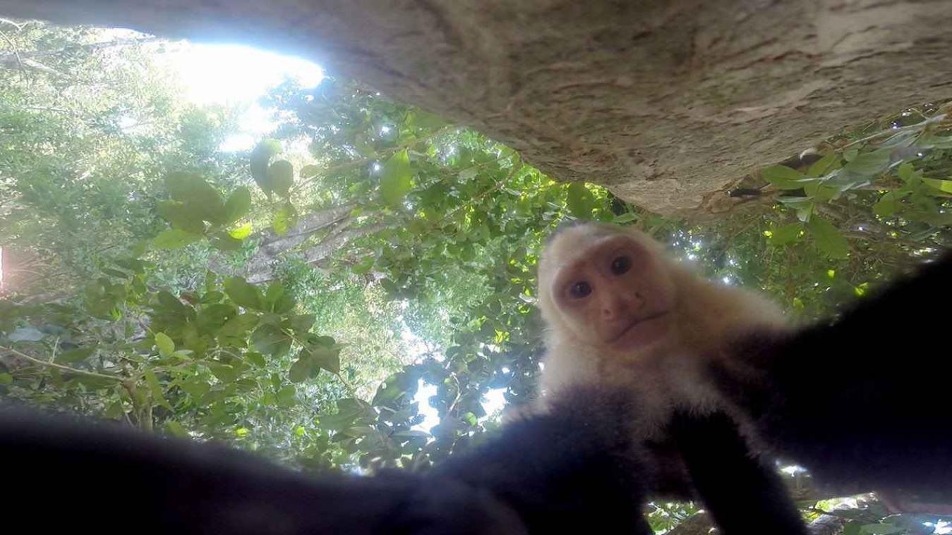 Apen stelen GoPro en nemen selfies