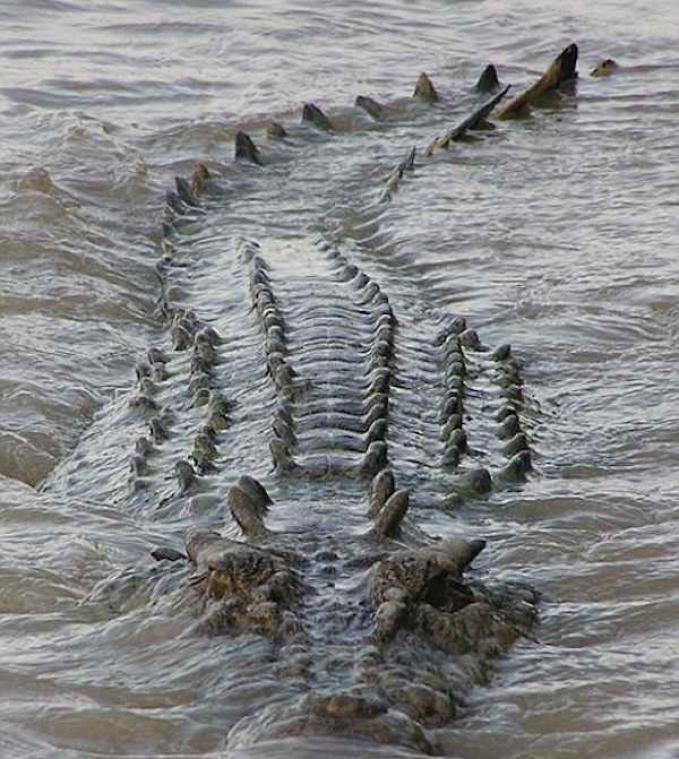Brutus, de gigantische krokodil, komt het dichtst in de buurt bij een levende dinosaurus