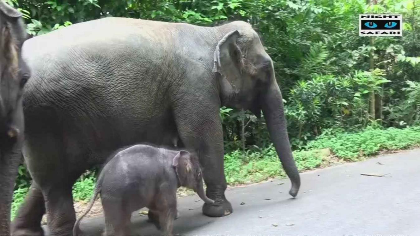 Baby-olifant plonst in regenboogzwembadje