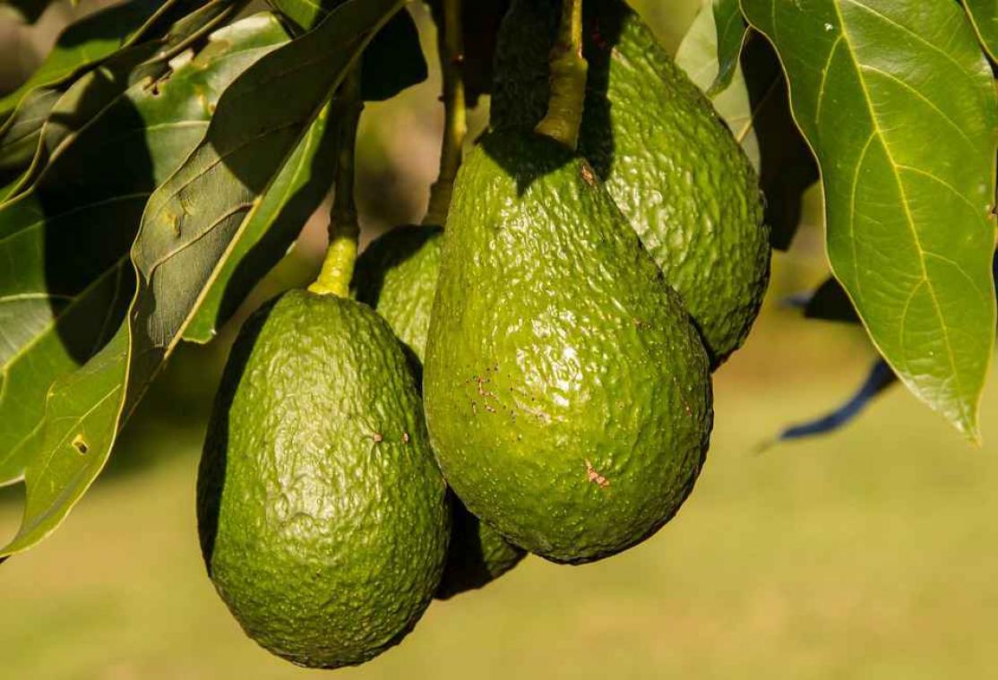 Nieuw-Zeeland kampt met avocadodiefstal