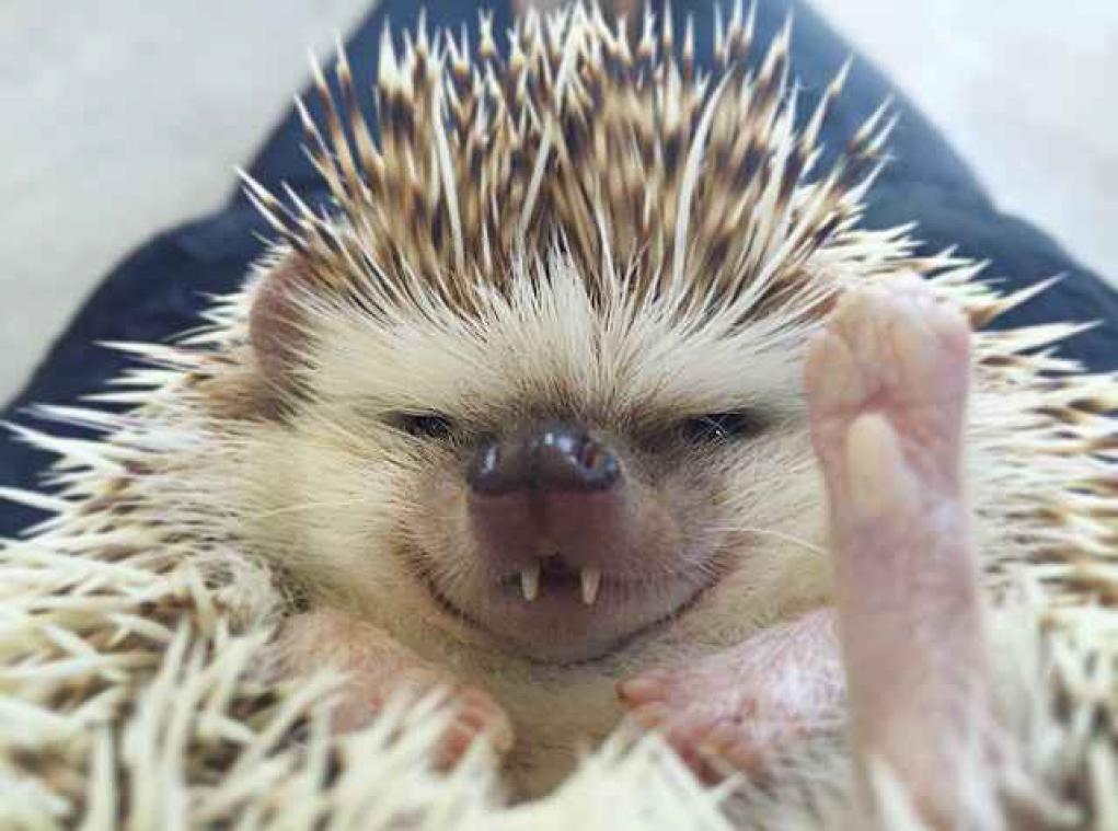 Meet Huff, de vampier-egel