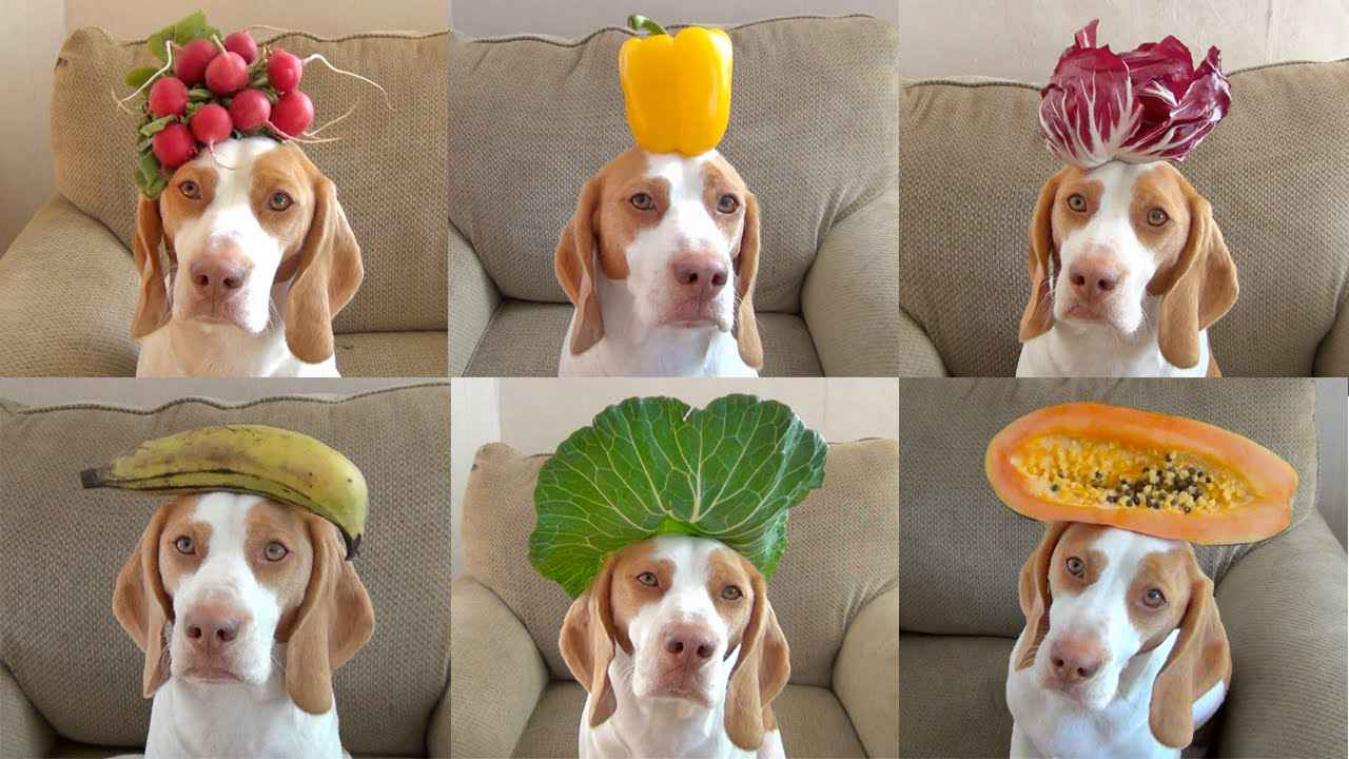 Deze hond balanceert 100 soorten groente en fruit op zijn hoofd