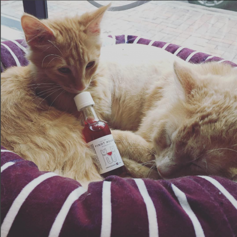 Deel binnenkort een glas wijn met je kat