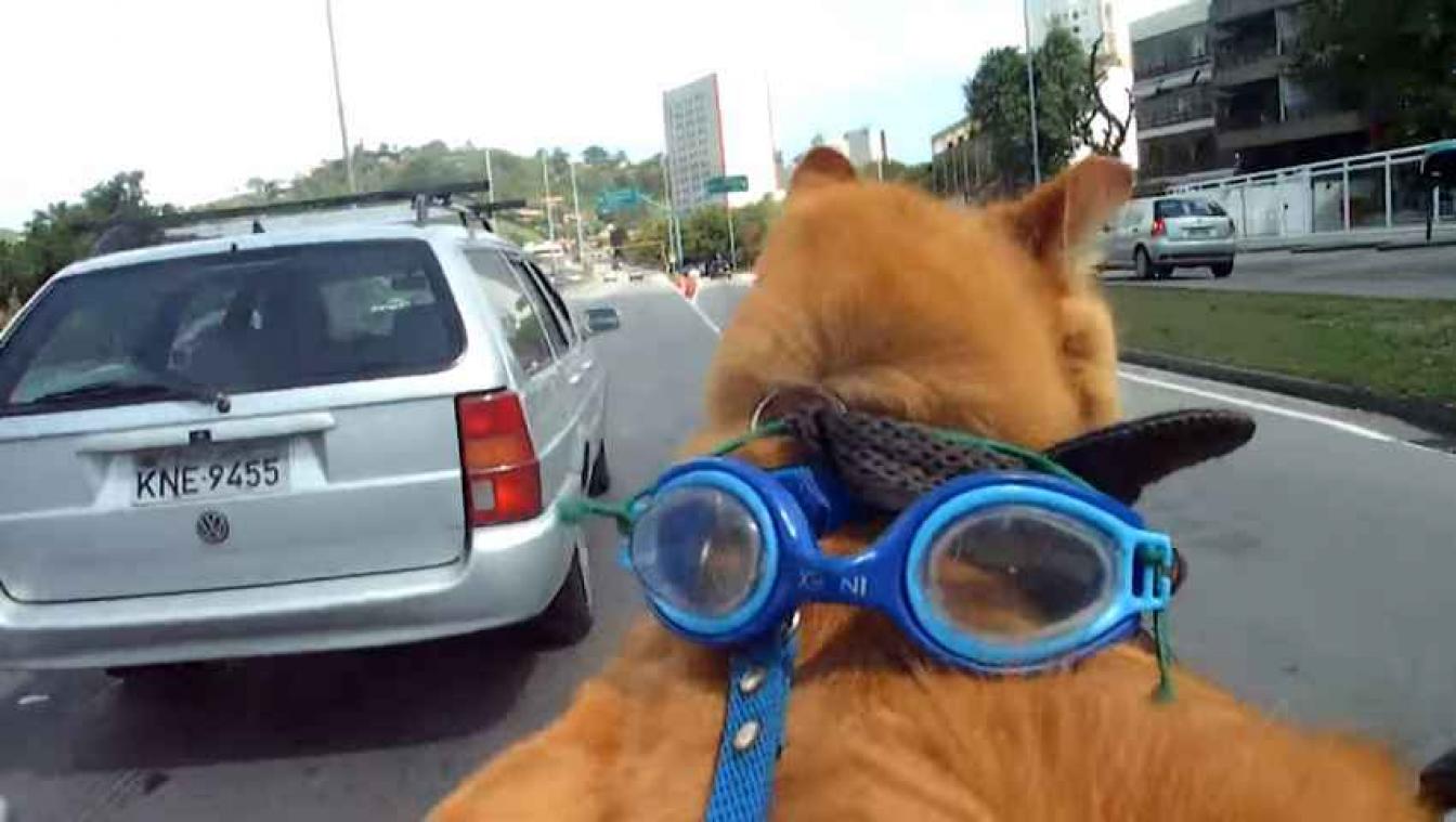 'Brazilaanse Garfield' verovert het internet