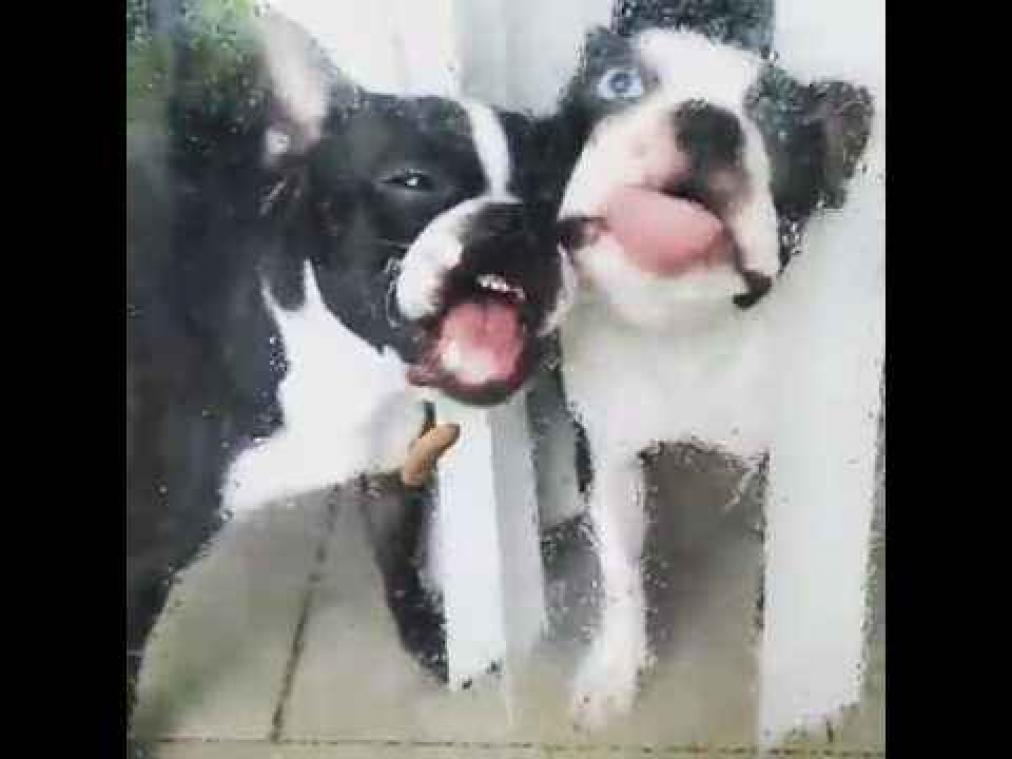 Twee honden proberen een slak door het glas te likken