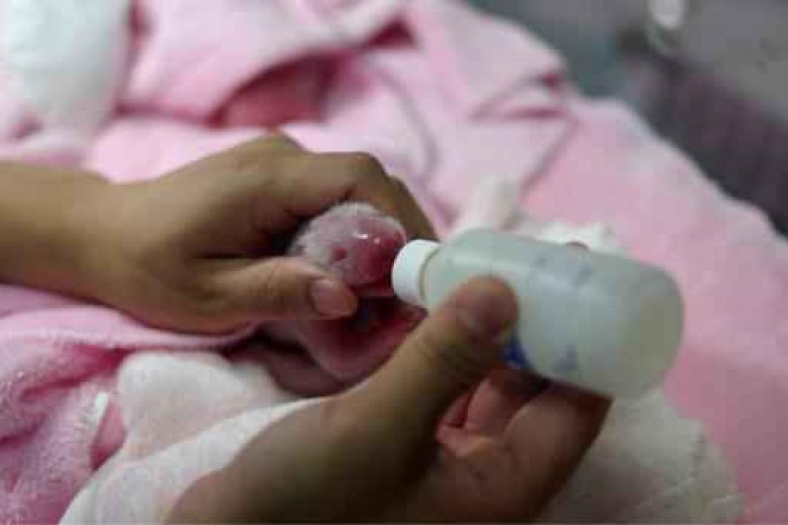 Chinese panda zet tweeling op de wereld