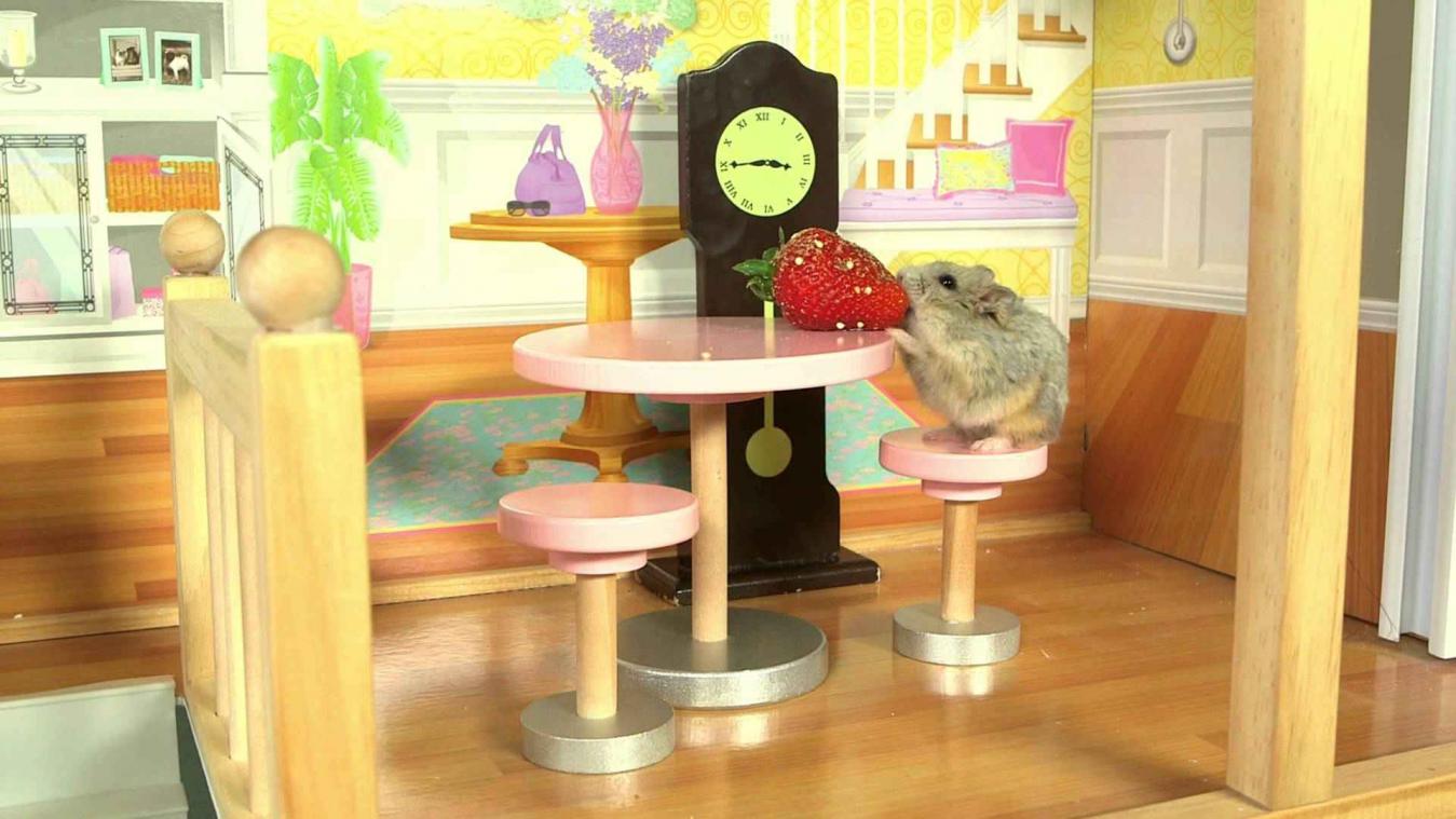 Wat als een hamster een eigen huis krijgt?