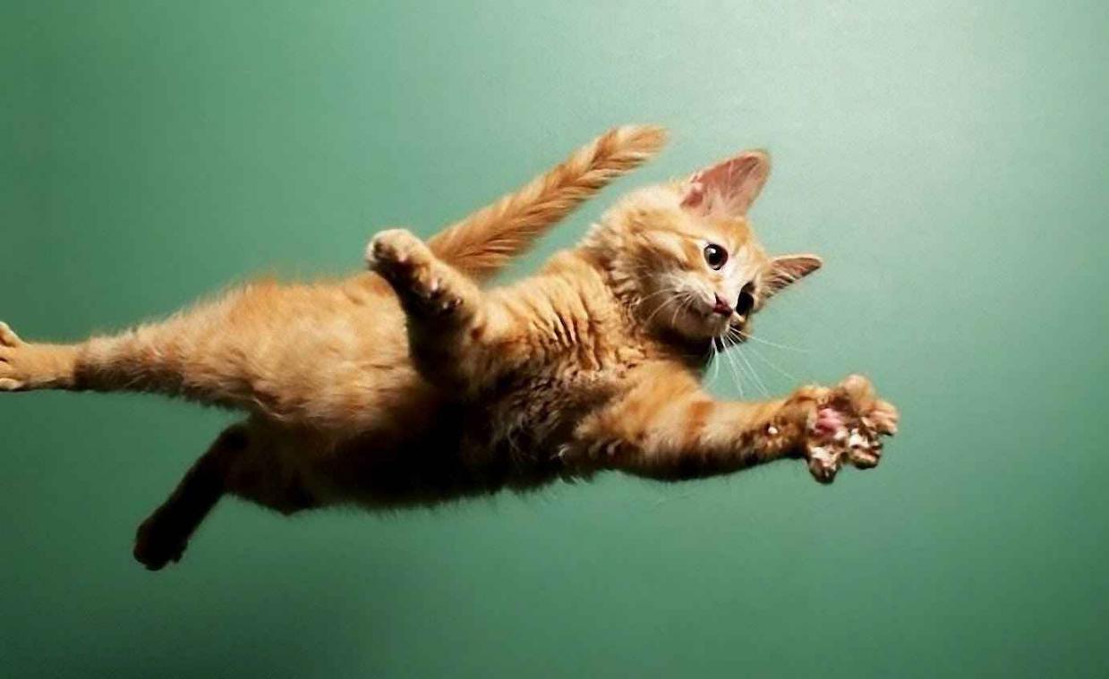 Halen deze katten de grote sprong of niet?
