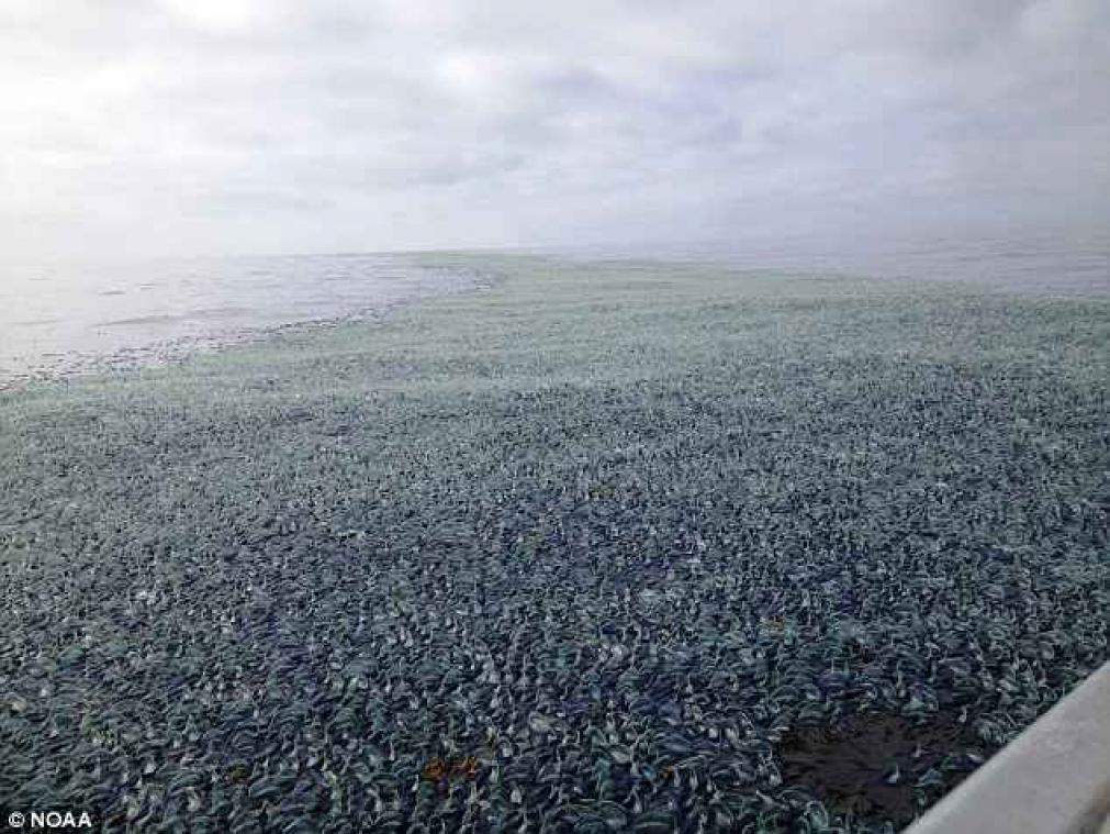Miljarden kwal-achtige wezens spoelen aan en nemen volledige stranden in de beslag