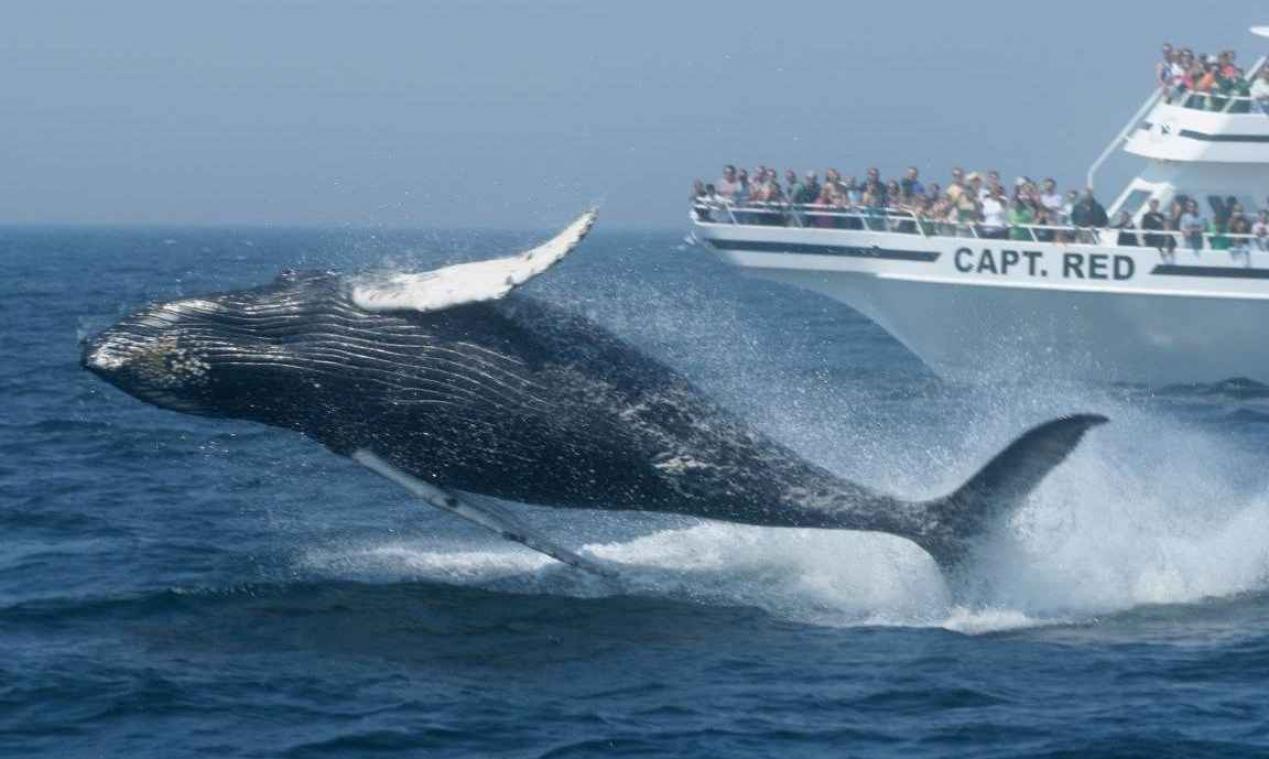 Whale-watching zorgt voor stress bij walvissen