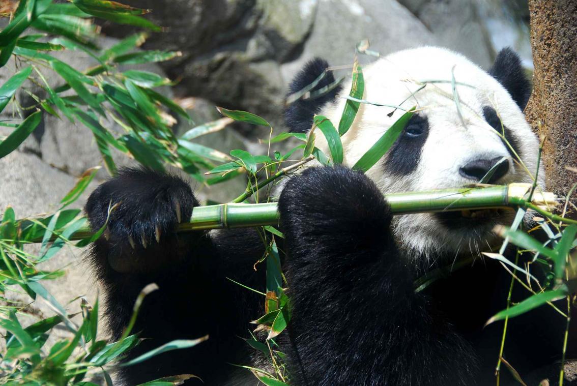 Chinese panda faket zwangerschap voor extra eten