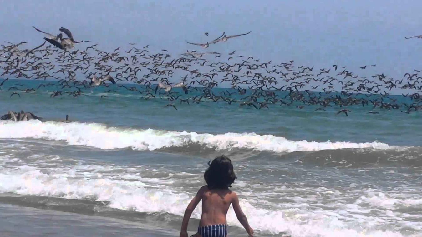 Ongelooflijk aantal pelikanen duikt in het ondiepe water bij het strand om zich te voeden