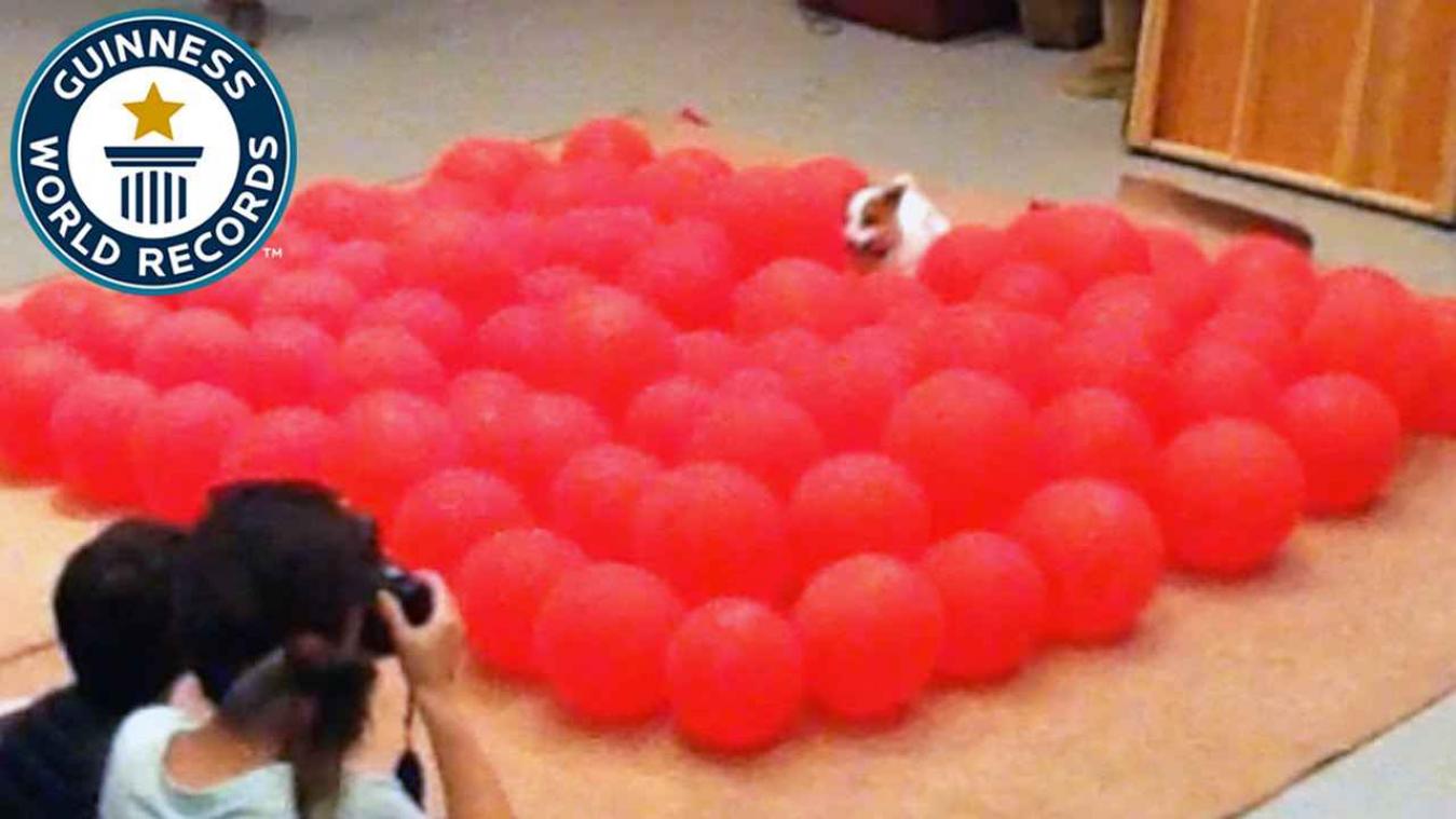 Hond verbreekt het wereldrecord ballonnen kapotmaken