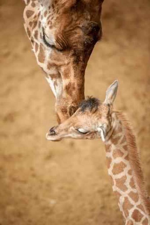 Planckendael presenteert tiende babygirafje