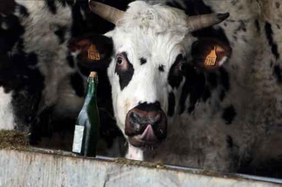 België moet 6,6 miljoen terugvorderen van veehouders en slachthuizen