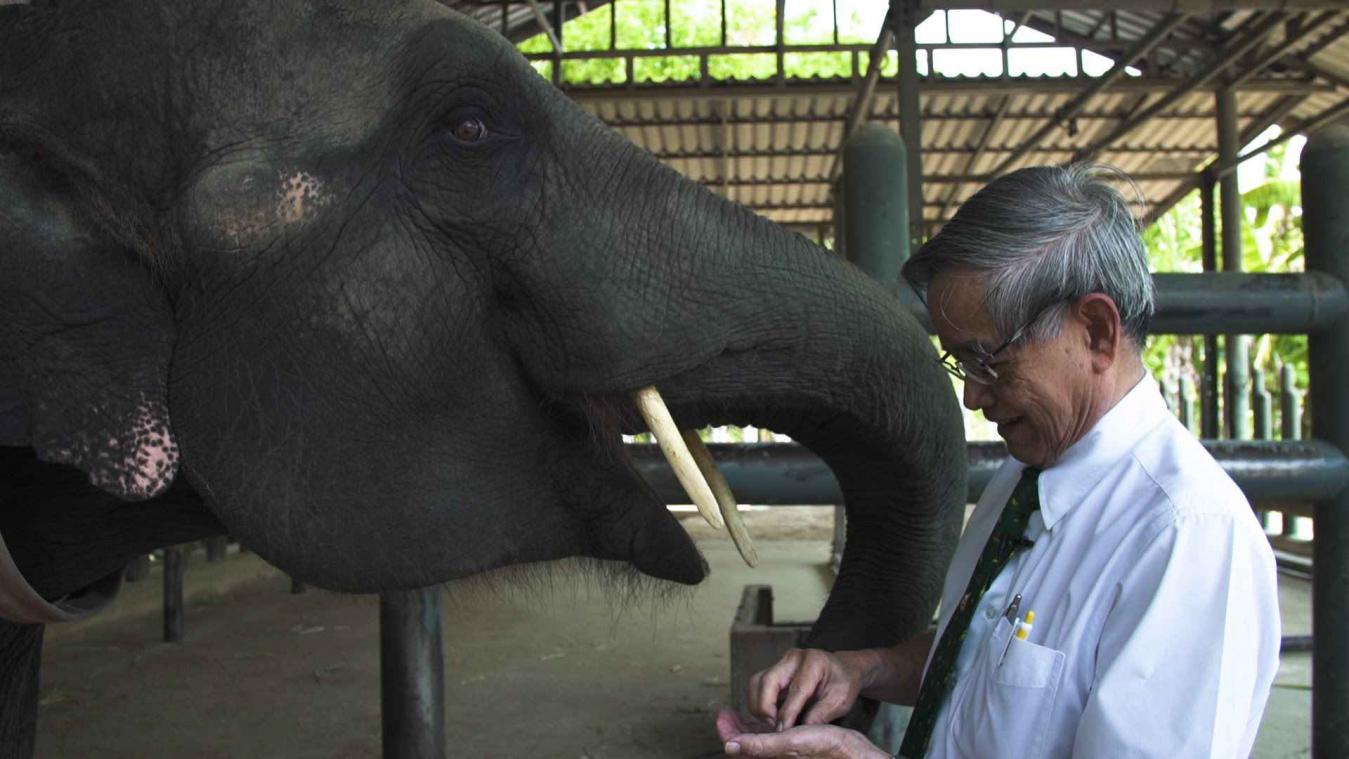 Deze olifant kan opnieuw lopen dankzij prothese