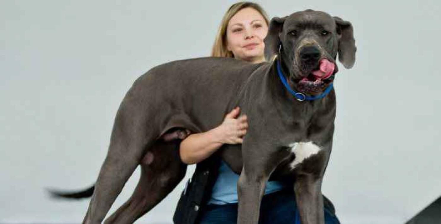 Amerikaanse dierenarts vindt 43 sokken in de maag van Duitse dog