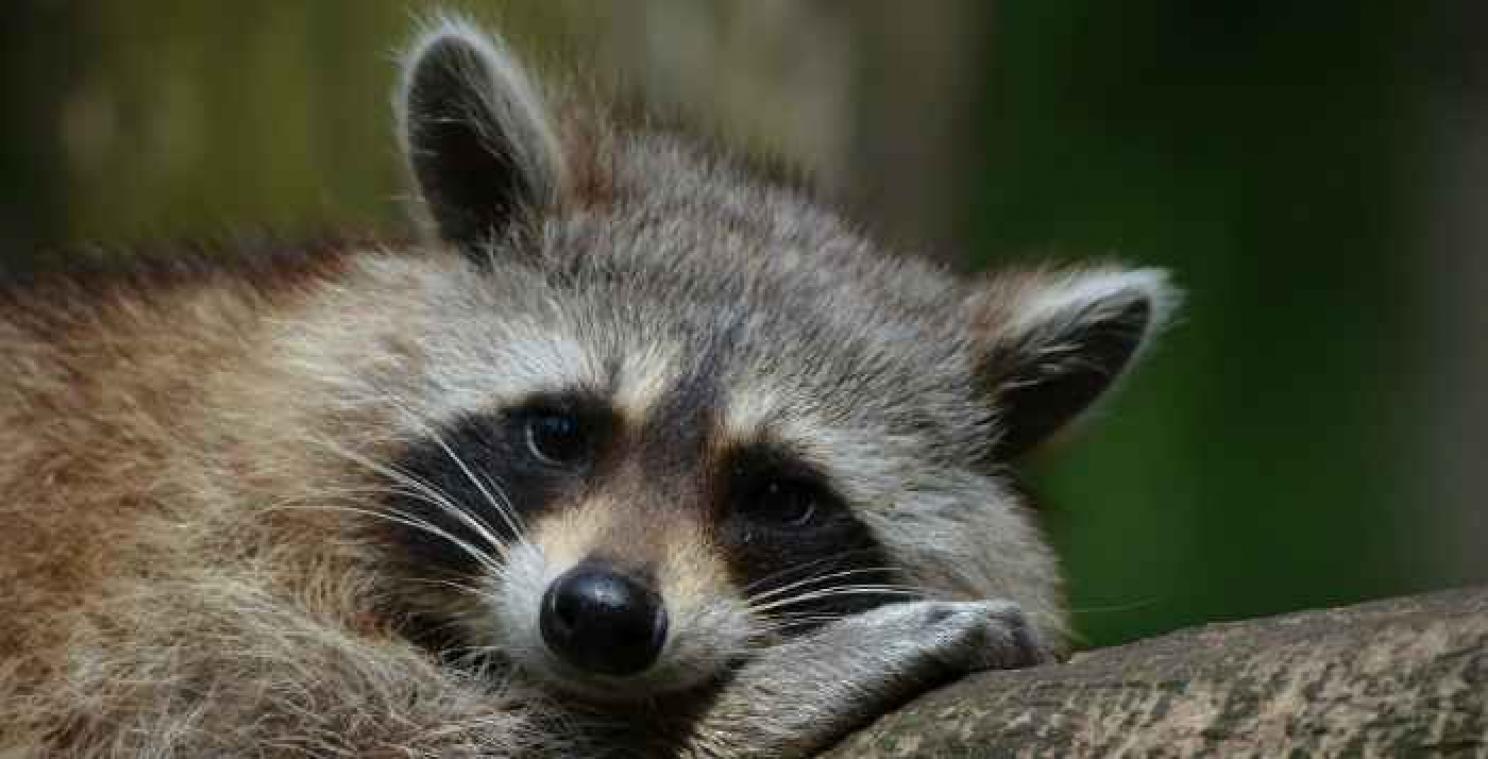 Grapjas neemt dierentuinbezoekers in de maling